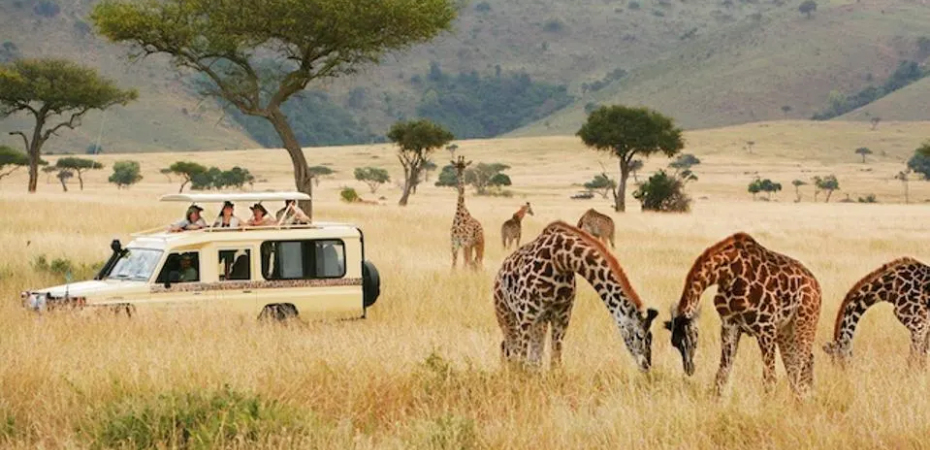 Kenia Safari Chui